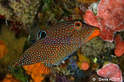 Canthigaster papua Tomia Hondue Beach-17m-20180525-Denis-ADER-DSC_0279_tn